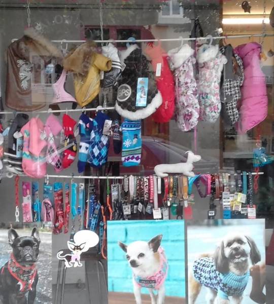 A Petit Pas de Toutou, salon de toilettage à Toulouse (31) en Haute-Garonne